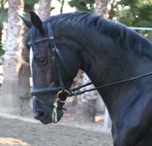 The Horse’s Full Range Of Motion