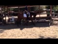 Dave Murphy and Zoey Update