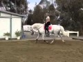 Contigo: 20 Year Old Stallion