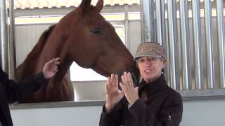 How To Get A Horse On The Bit