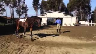 Bailador: Update 1, Lunging