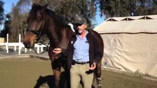 Horses That Spook: Teaching Relaxation