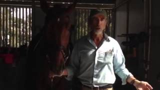 Getting Your Horse To Like The Bit